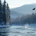 Majestic Bald Eagle in Flight over Snowy River Winter Landscape Royalty Free Stock Photo