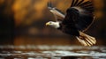 Majestic Bald Eagle Soaring Over Water at Sunset, Powerful Bird of Prey in Flight Royalty Free Stock Photo