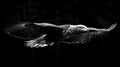 A majestic bald eagle in flight, silhouetted against a dark forest background Royalty Free Stock Photo