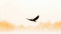 A Majestic Bald Eagle in Flight Royalty Free Stock Photo