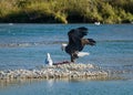 Majestic bald eagle flying in for its chum salmon catch on the Harrison River, Canada. Royalty Free Stock Photo