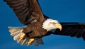 Majestic bald eagle flying with spread wings in natural beauty generated by AI Royalty Free Stock Photo