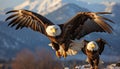 Majestic bald eagle flying in winter, spreading wings mid air generated by AI Royalty Free Stock Photo