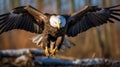 The majestic bald eagle how it soars and hunts in the sky