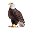 Majestic Bald Eagle Isolated on White Background Wildlife Royalty Free Stock Photo