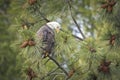 Majestic bald eagle looking down from branch Royalty Free Stock Photo