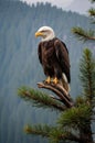 Majestic Bald Eagle Perched on Evergreen Branch Overlooking Mountainous Landscape Royalty Free Stock Photo