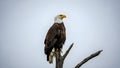 Majestic Bald Eagle Perched on Dead Tree Branch Against a Cloudy Sky Royalty Free Stock Photo