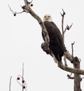 Majestic Bald Eagle perched high in a tree