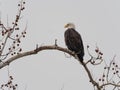 Majestic Bald Eagle perched high in a tree