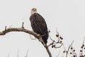 Majestic Bald Eagle perched high in a tree