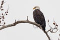 Majestic Bald Eagle perched high in a tree
