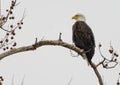 Majestic Bald Eagle perched high in a tree