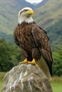 Majestic Bald Eagle Perched on a Rock, Surveying a Lush Valley in the Scottish Highlands Royalty Free Stock Photo