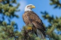 Majestic Bald Eagle Perched on Tree Branch Royalty Free Stock Photo