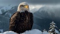 Majestic bald eagle perching on tree, looking at mountain peak generated by AI Royalty Free Stock Photo