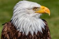 Bald Eagle in portrait. Birds of Prey Centre Coledale Alberta Canada Royalty Free Stock Photo