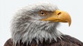 Majestic bald eagle portrait with intense stare Royalty Free Stock Photo