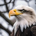 A majestic bald eagle poses for its portrait, perched on a tree branch, its keen eyes scanning the surroundings2