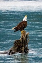 Majestic bald eagle sitting on tree in the river in Alaska
