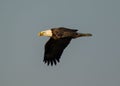 Majestic bald eagle soaring through the blue sky.