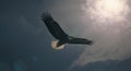 Majestic Bald Eagle Soaring Through the Cloudy Sky with Bright Sunlight Breaking Through the Clouds in Dramatic Flight Action with Royalty Free Stock Photo
