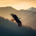 Majestic Bald Eagle Soaring Over Golden Mountains