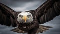 Majestic bald eagle soaring, symbol of strength and freedom generated by AI Royalty Free Stock Photo