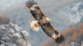 A majestic bald eagle soars above a rugged mountain terrain in all its splendor Royalty Free Stock Photo