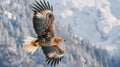 A majestic bald eagle soars above a rugged mountain terrain in all its splendor Royalty Free Stock Photo