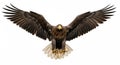 bald eagle in flight with wings spread wide against white background Royalty Free Stock Photo