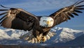 Majestic bald eagle soars in snowy mountain landscape generated by AI Royalty Free Stock Photo