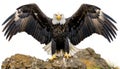 Majestic bald eagle spreading wings in hdr, captured with sony a7, isolated on white Royalty Free Stock Photo