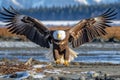 Bald Eagle Spreading Its Wings in Alaska