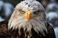 Majestic bald eagle, a stunning winter close up of fierce elegance