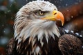 Majestic bald eagle, a stunning winter close up of fierce elegance