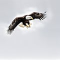 A majestic bald eagle swooping down from the sky.