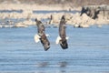 Majestic Bald Eagles