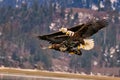 Majestic bald eagles soaring above a vast lake Royalty Free Stock Photo