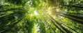 The Majestic Bamboo Forest Bathed in Gentle Sunlight AI generated image Royalty Free Stock Photo