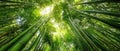 The Majestic Bamboo Forest Bathed in Soft Sunlight and Lush Greenery AI generated image Royalty Free Stock Photo