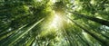 The Majestic Bamboo Forest Bathed in Soft Sunlight and Serenity AI generated image Royalty Free Stock Photo