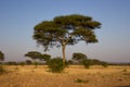Majestic baobab in the african steppe on a sunny day Royalty Free Stock Photo
