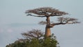 Majestic Baobab Royalty Free Stock Photo