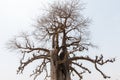 Majestic baobab tree against the clear blue sky Royalty Free Stock Photo