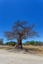 Majestic baobab tree Botswana Royalty Free Stock Photo