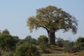 A majestic Baobab tree with its leaves in the early morning spring,Limpopo,South Africa. Royalty Free Stock Photo