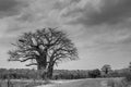 Majestic Baobab tree. Royalty Free Stock Photo