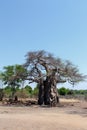 Majestic baobab tree Royalty Free Stock Photo