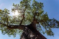 Majestic baobab tree Royalty Free Stock Photo